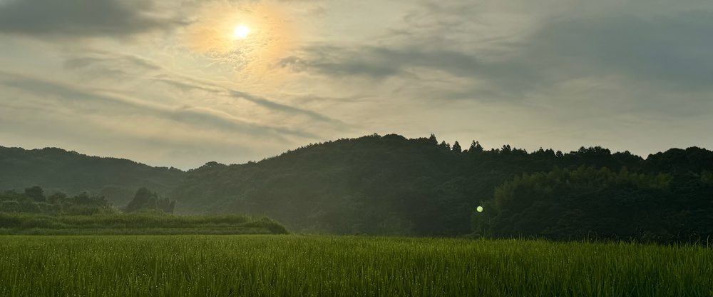 Rizière verte au premier plan, collines boisées et soleil voilé de fin d’après-midi dans la campagne japonaise.